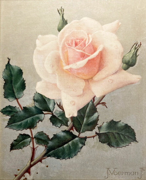 Schilderij van Jan Voerman junior. Een roze roos met waterdruppels